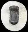 Bargain, Austerops Trilobite - Morocco #55989-2